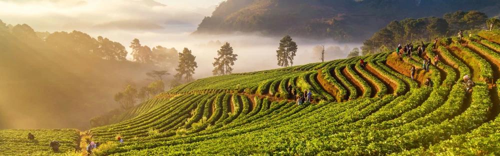 泰国清迈自由行旅游攻略,去泰国清迈自由行旅游攻略