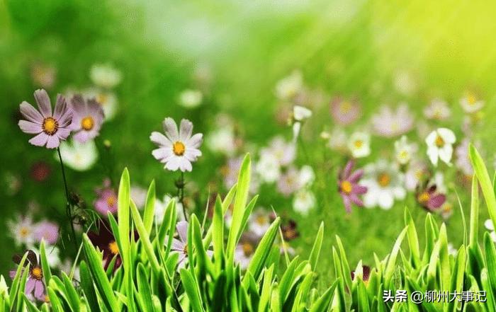 属鸡的几月有横财,属鸡的人哪些年有横财