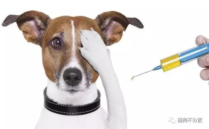 狗狗吃完体内驱虫药应该注意什么,狗狗体内驱虫注意事项