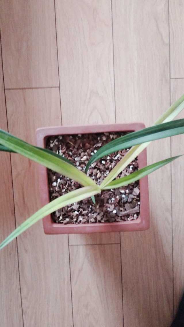 建兰市长红特点,建兰市长红兰花