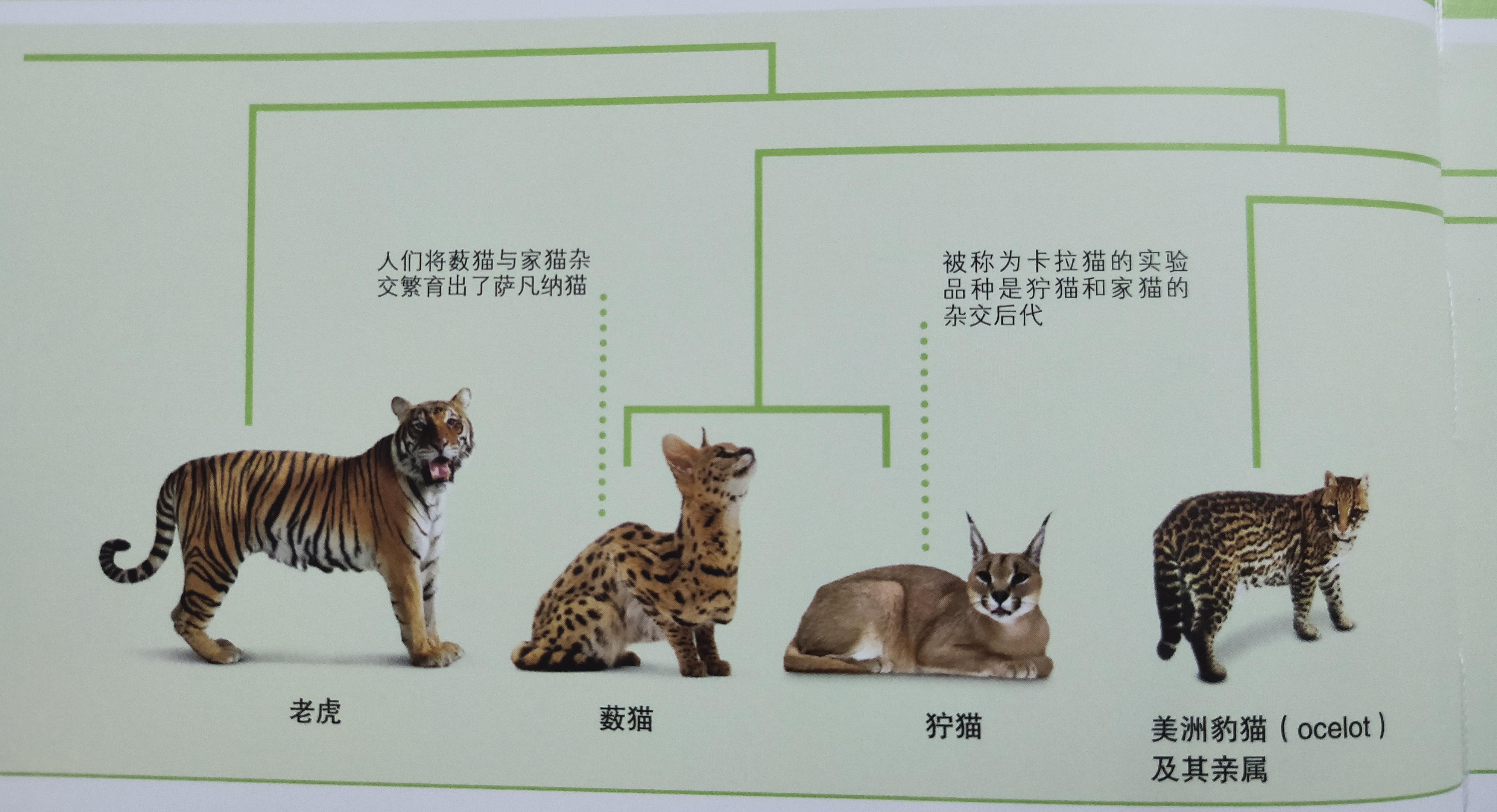 有些人家里养了非常多的猫咪,很多人都养猫咪的原因