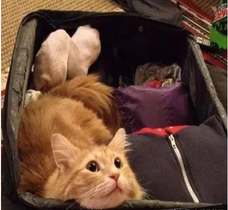 举报偷渡走私,偷渡被捕的猫