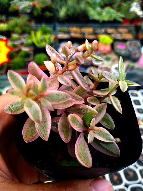 1000种多肉植物图鉴大全大图,景天科1000种多肉植物图鉴