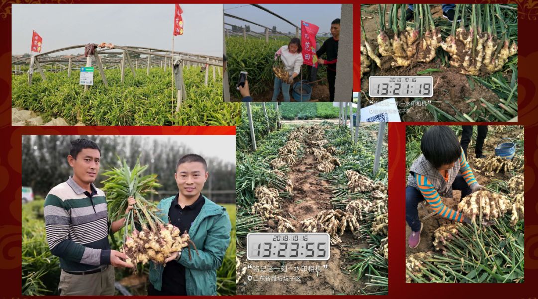 种姜怎么种产量更高,春耕进行时农村种姜