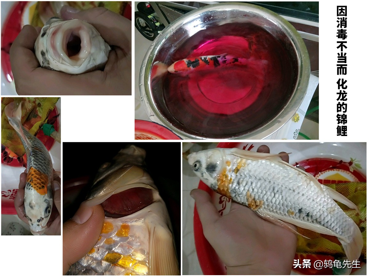 鱼缸进新鱼怎么杀菌消毒,新鱼缸养鱼应该注意什么