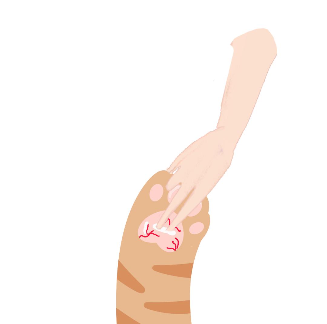 猫咪爪子剪裂开了怎么办,猫咪爪子指甲中间开裂