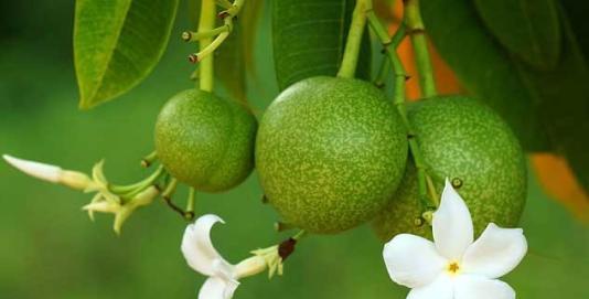 6个可能会夺走你性命的“可怕树木”,看到需要立即逃命