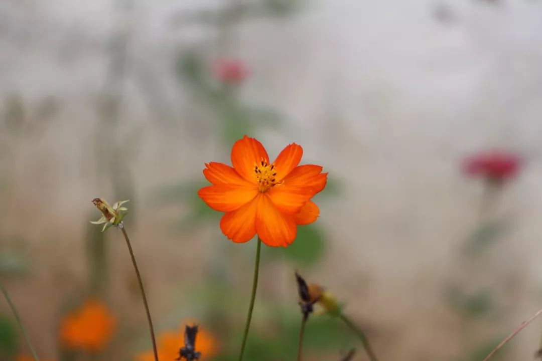 当你一无所有的时候歌曲,当你一无所有的时候健康是你唯一