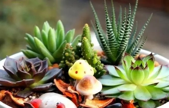 养多肉小苗该怎么处理,多肉怎么养才不会徒长