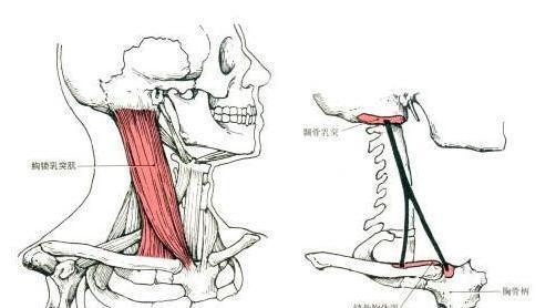 孩子总是歪头看电视,孩子总是歪头睡怎么办