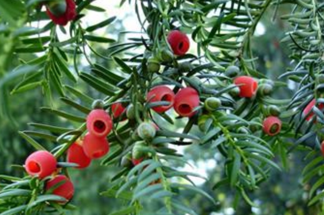 盆栽红豆杉的修剪时间和方法图片,家里摆放红豆杉风水好吗