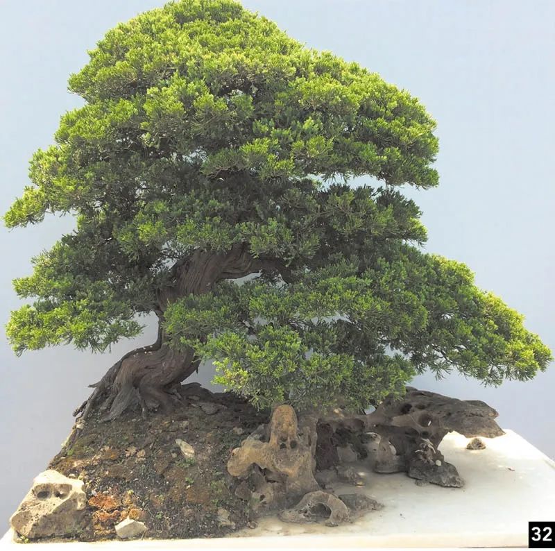 盆景修行,学习盆景技术最好的书