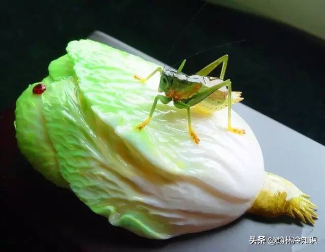 海边捡的贝壳能值多少钱,海边贝壳值钱吗