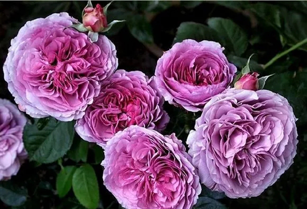 100种月季品种大全集,适合地栽的蓝紫色月季有哪些