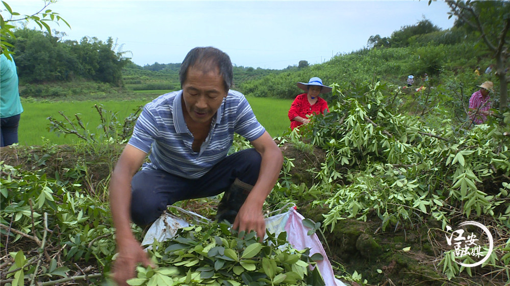 江安县阳春镇凤凰村：漫山遍野花椒香为民铺就致富路