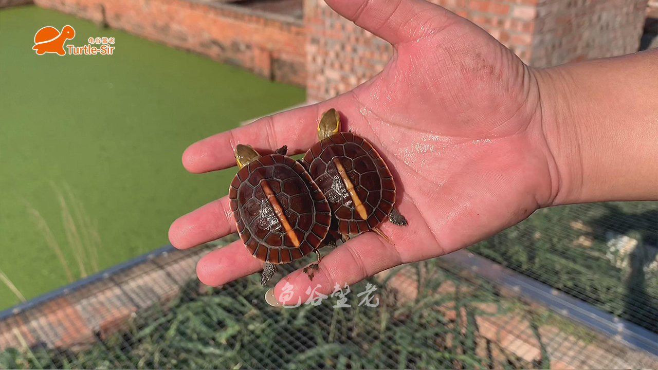 黄缘龟有点蔫,黄缘龟为什么几年了还很小