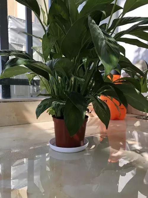 白掌和马蹄莲是一种花吗图片,白掌跟马蹄莲叶茎的区别