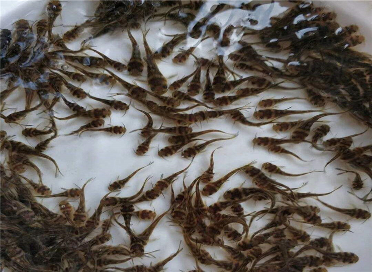 白鲳养殖技术要求标准最新,白鲳养殖技术