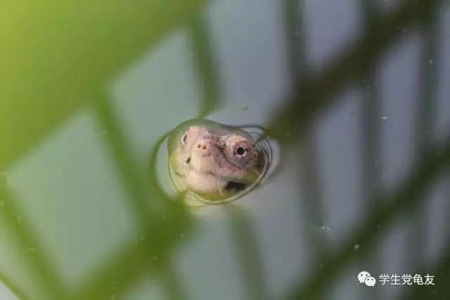 锦上添花浓淡相宜,花龟的发色