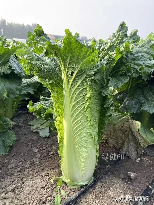 十字花科蔬菜种子,十字花科蔬菜名单