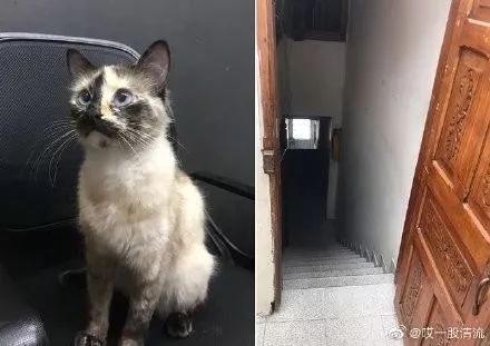 多次挑衅让猫气急败坏，然后说猫没良心，这样的人也配养猫？