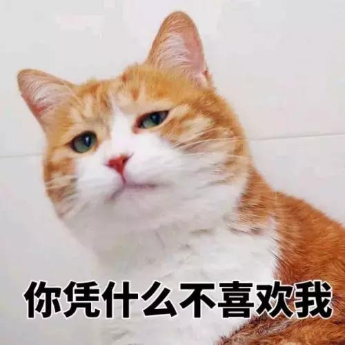 养猫新手入门必知事项及注意事项,新手养猫注意事项及手册