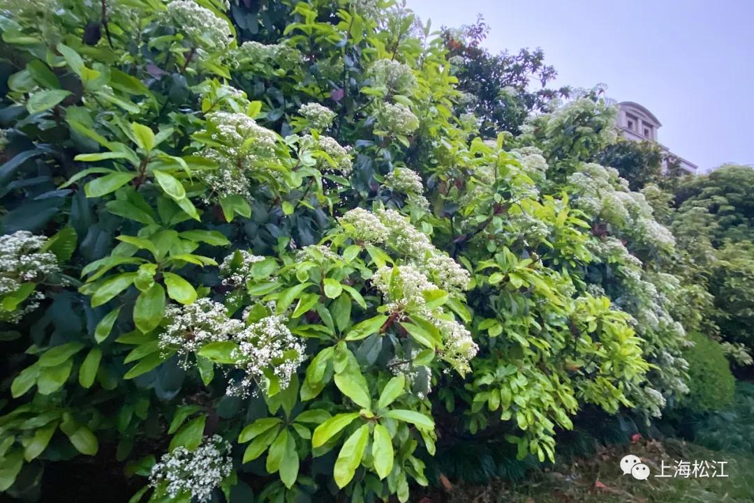 这几天的松江，可真叫人左右为“楠”……