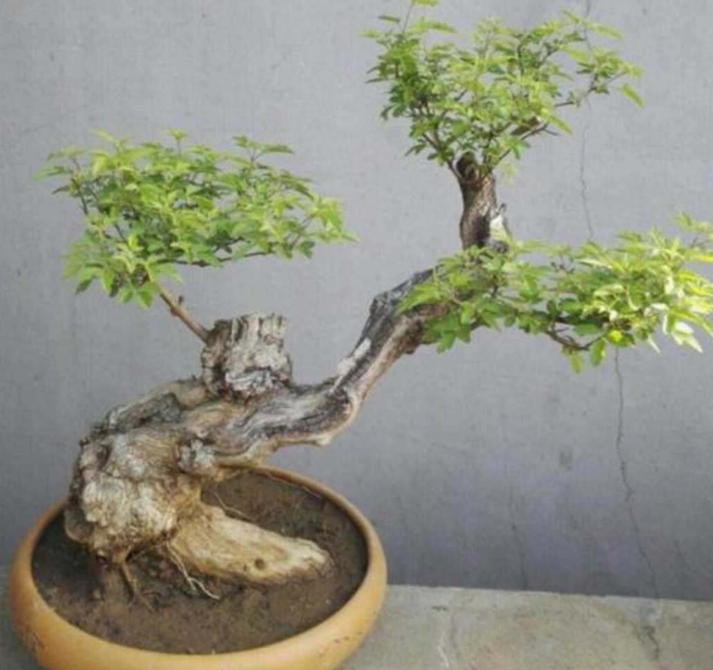 附石盆景哪种树最适合,一般盆景种树都用什么植料