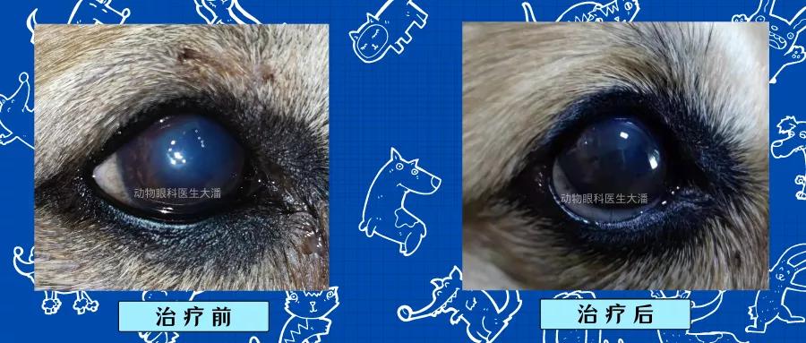 犬角膜破损、眼睛破损的治疗