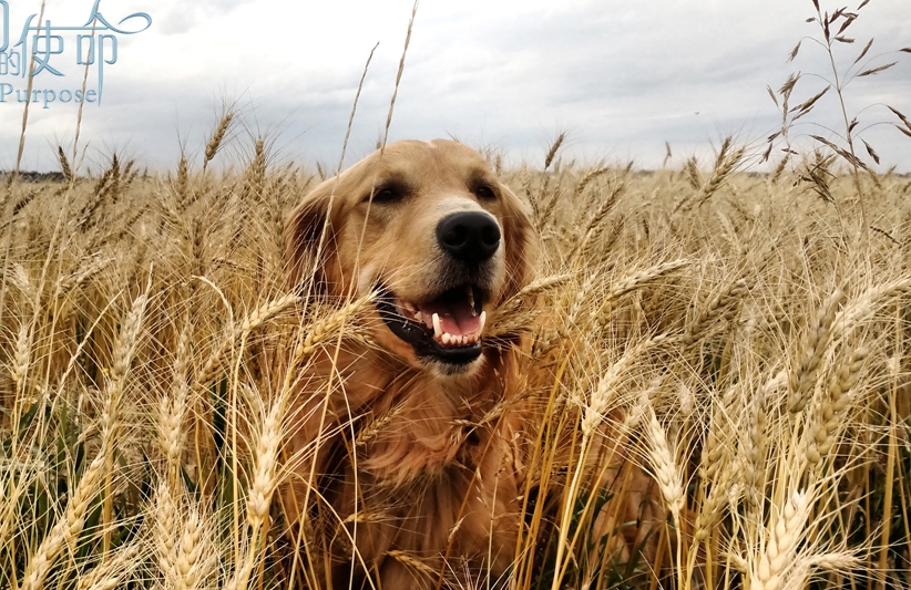 一条狗的使命2贝利最后去哪,一条狗的使命2伊森再次认出贝利