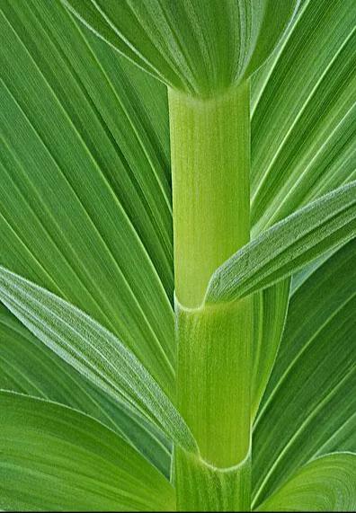 与藜芦相似的植物,藜芦植物