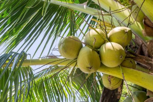 买椰子怎么选椰肉多的,买椰子怎么选