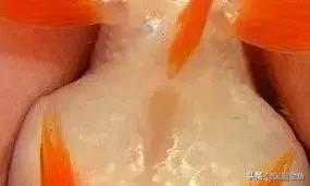 养了多年的金鱼为什么一直长不大,你养过金鱼吗他们有哪些习性