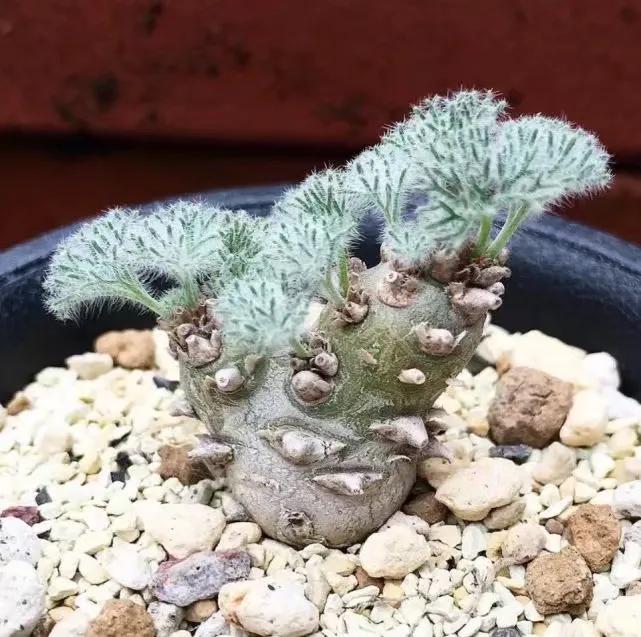 世界上最华丽最高贵的花,世界上最高贵最漂亮的60朵花