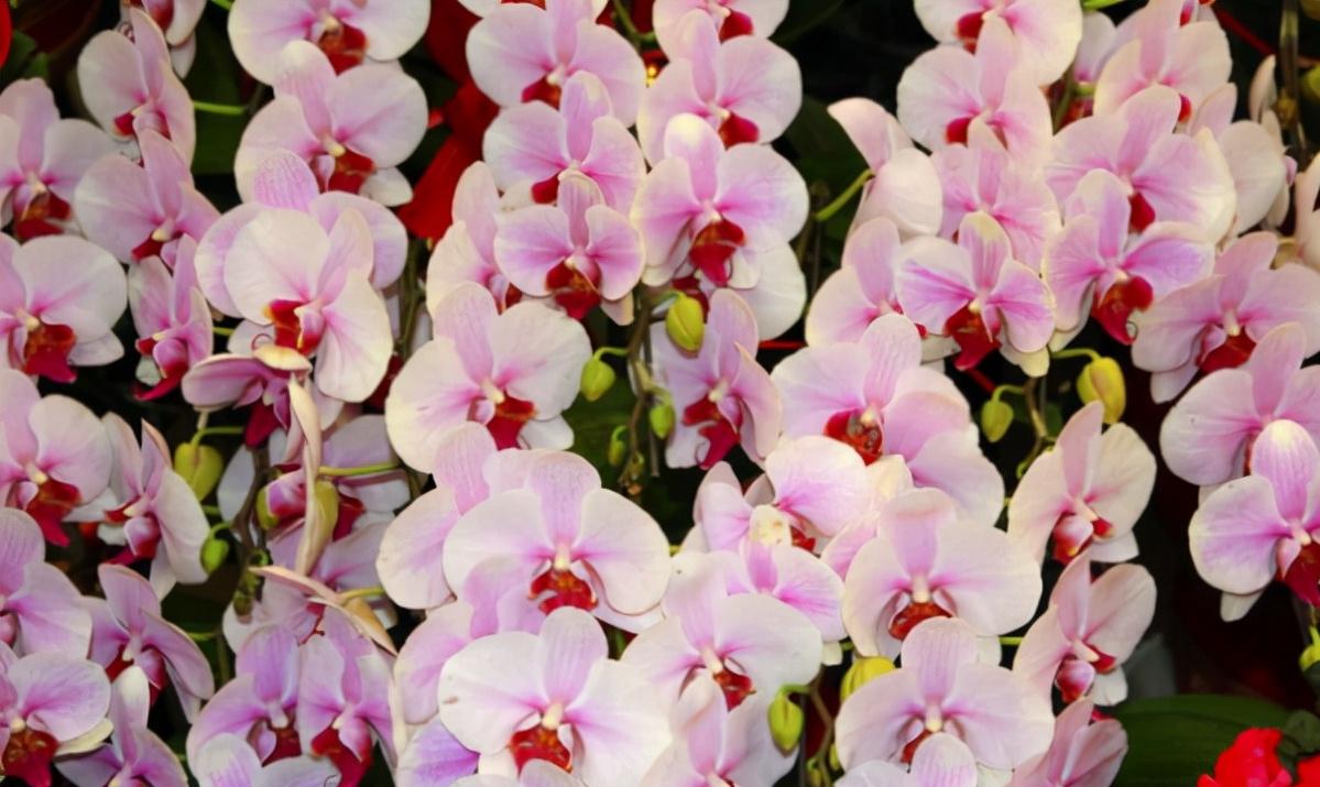 鍏拌姳绉嶇被鍥鹃壌,鐪嬭姦澶磋鲸鍏拌姳绉嶇被