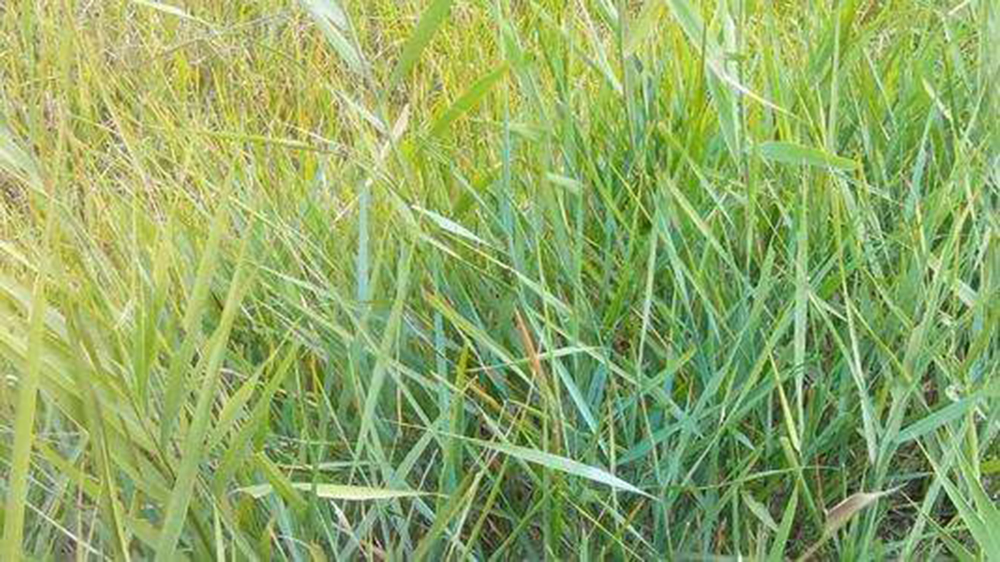 四子王旗羊肉卷,四子王旗染头发