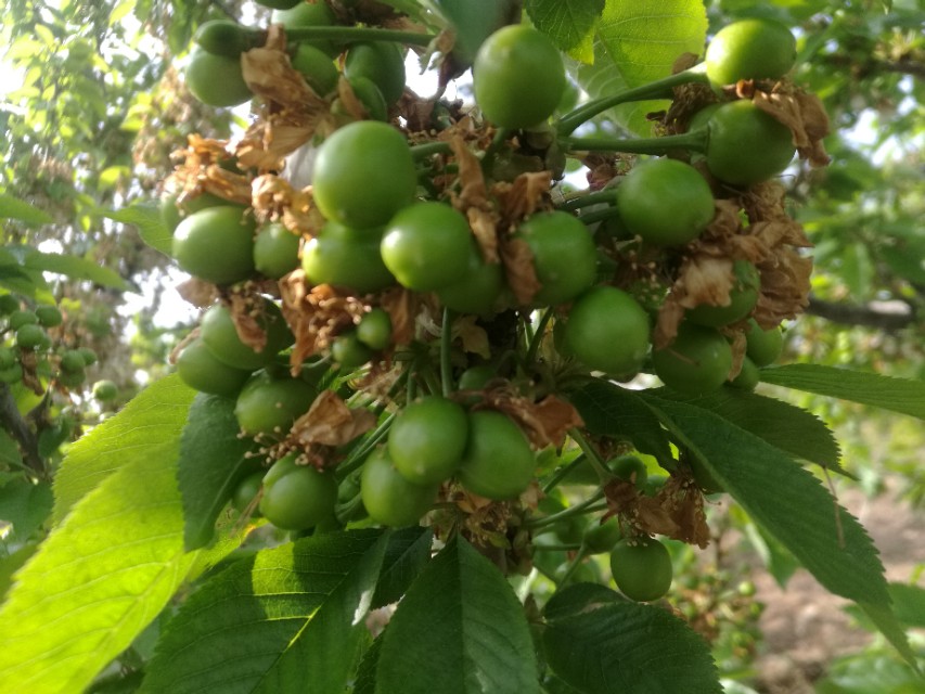 水果预售成功案例,网络卖水果骗局揭秘视频