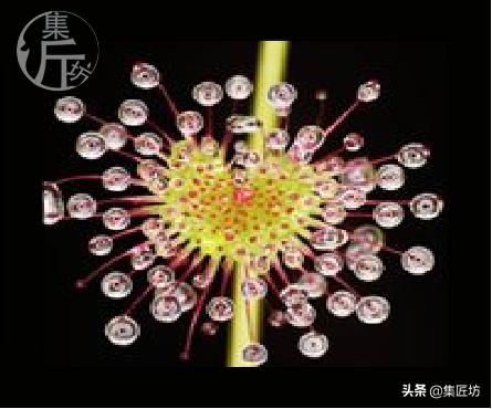 恐怖的触手，温柔的拥抱，植物的生存反击——茅膏菜