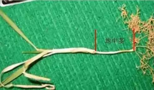今年小麦黄叶烂根死苗怎么回事,今年小麦枯死是什么虫害原因