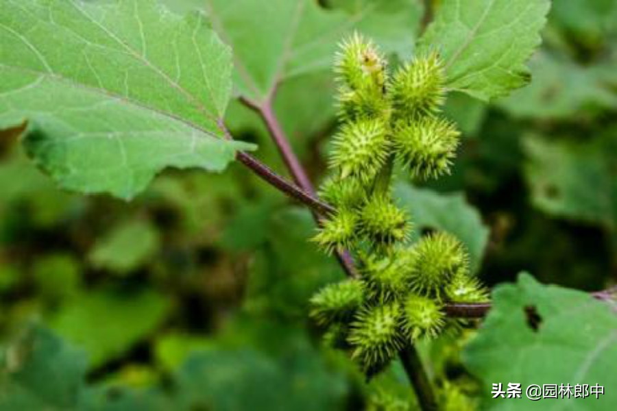 农村这种植物十分少见,农村这些植物你见过吗