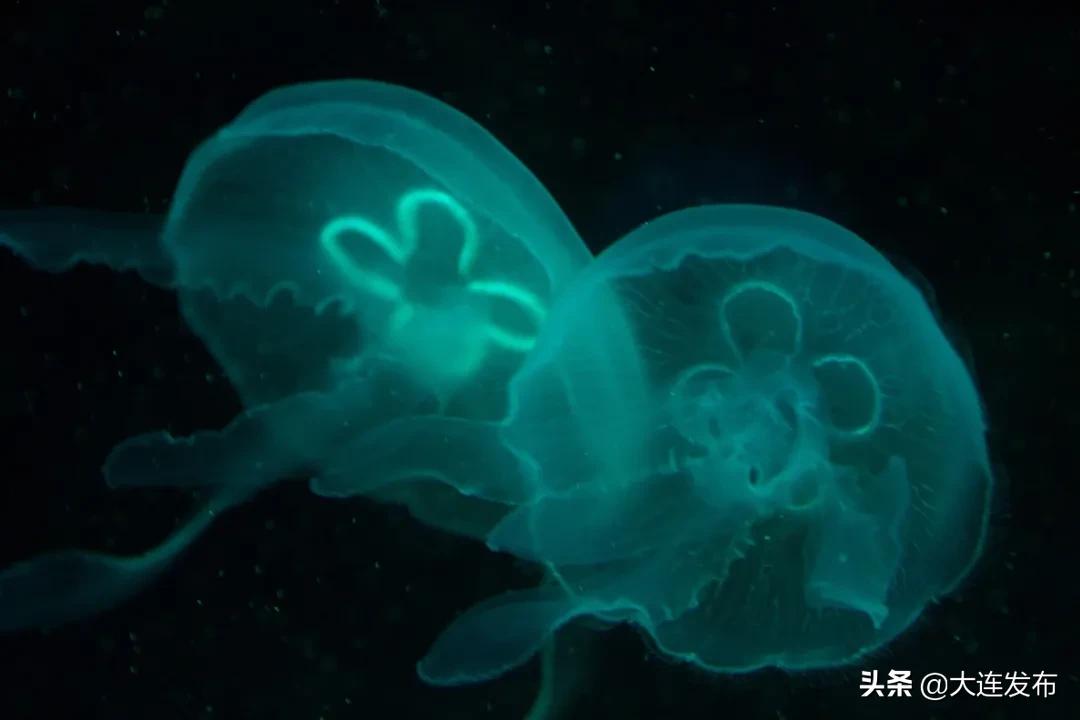 老虎滩旅游优惠,老虎滩61周岁门票优惠政策