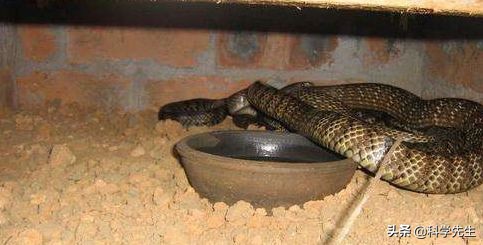 利润很吓人的10个冷门养殖项目,高盈利高风险的养殖有哪些