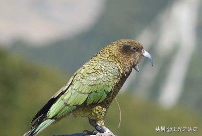 新西兰是地球最后的净土吗,新西兰十大未解之谜