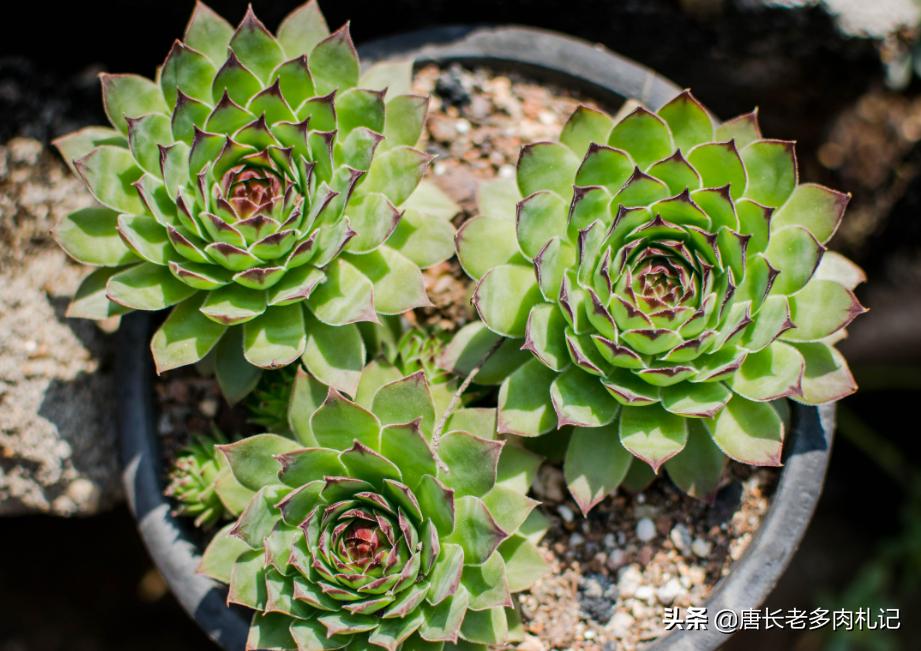 多肉观音莲夏天需要修剪吗,多肉观音莲怎样发侧芽