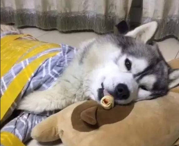 放下了七情六欲戴上金箍才能救你,带上金箍就不能有七情六欲了