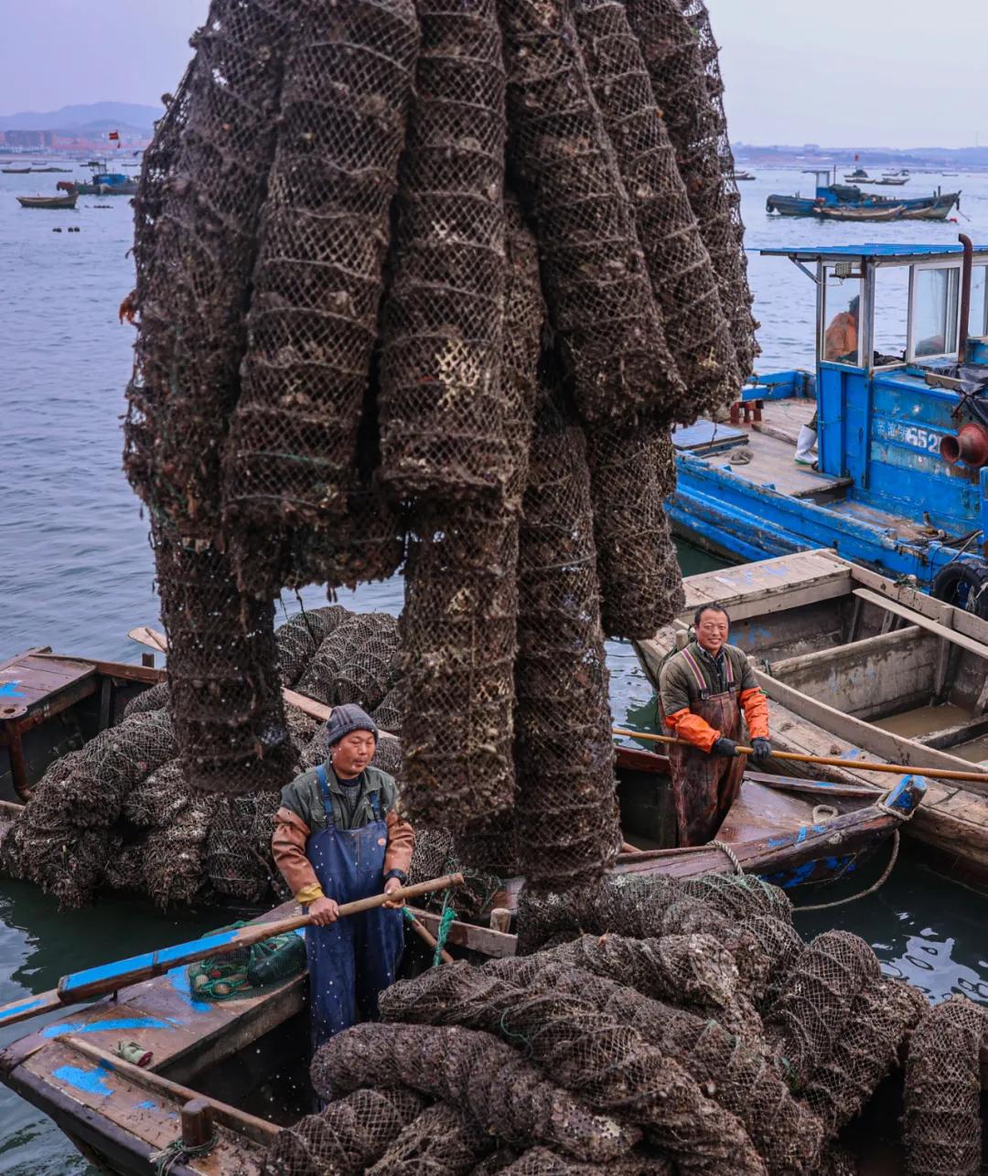 荣成扇贝分苗视频,秋冬种植忙播种来年新希望