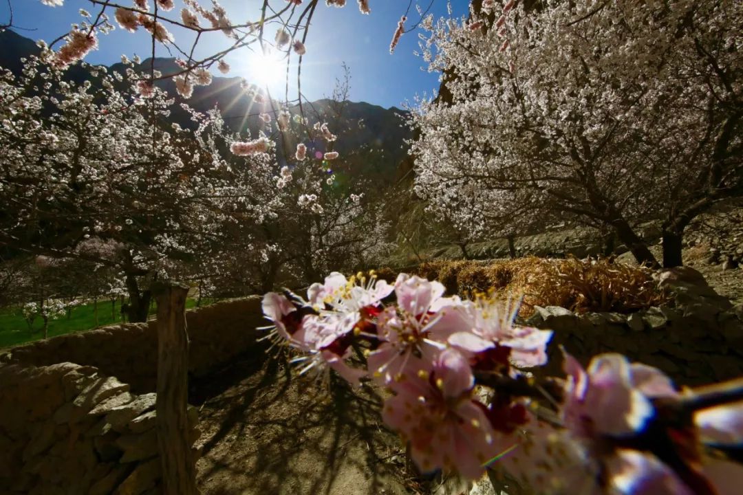 走马春季追花线|春漫*疆新**，牧笛声声中的杏花村
