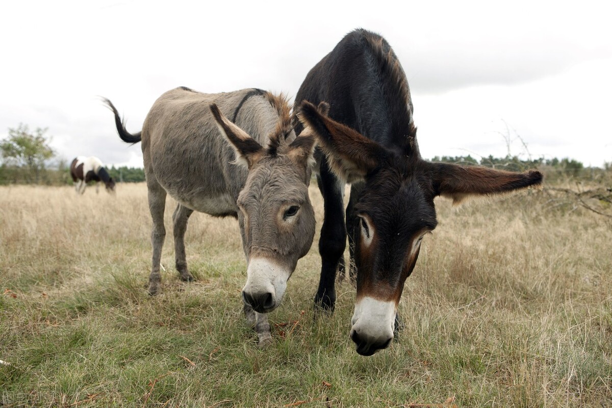 半夜出现公驴叫，母驴发情被*引勾**