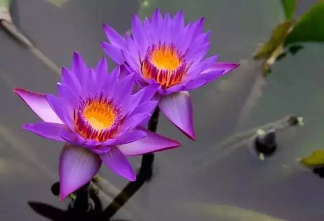 世界十大漂亮名贵花卉,植物研究世界名贵花卉