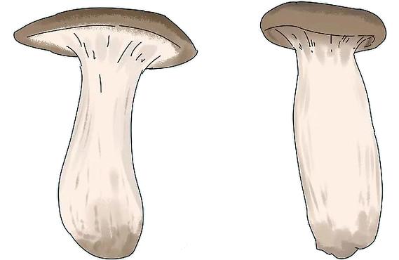 在家种蘑菇菌包靠谱吗,家种蘑菇菌包